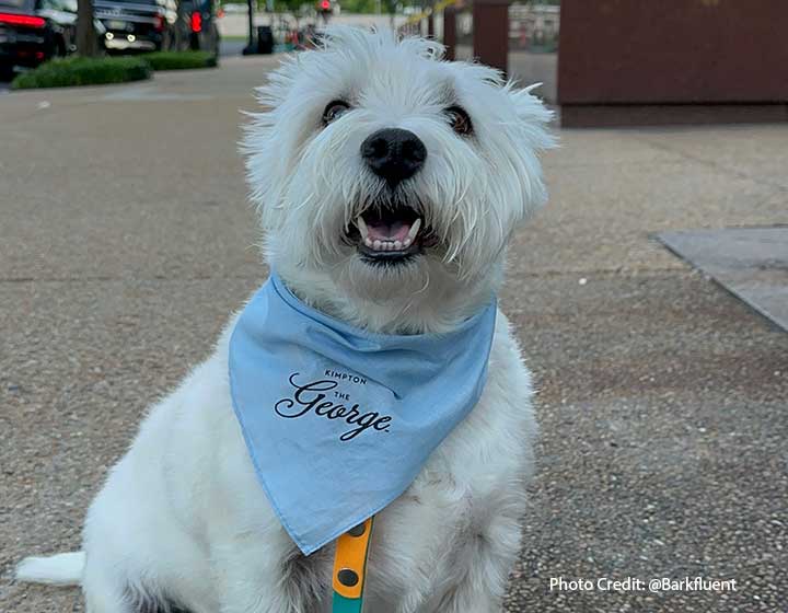 Small white dog with blue bandana poses for a photo with DC landmarks in the background