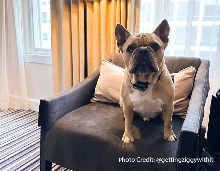 Dog in a Hotel George guestroom