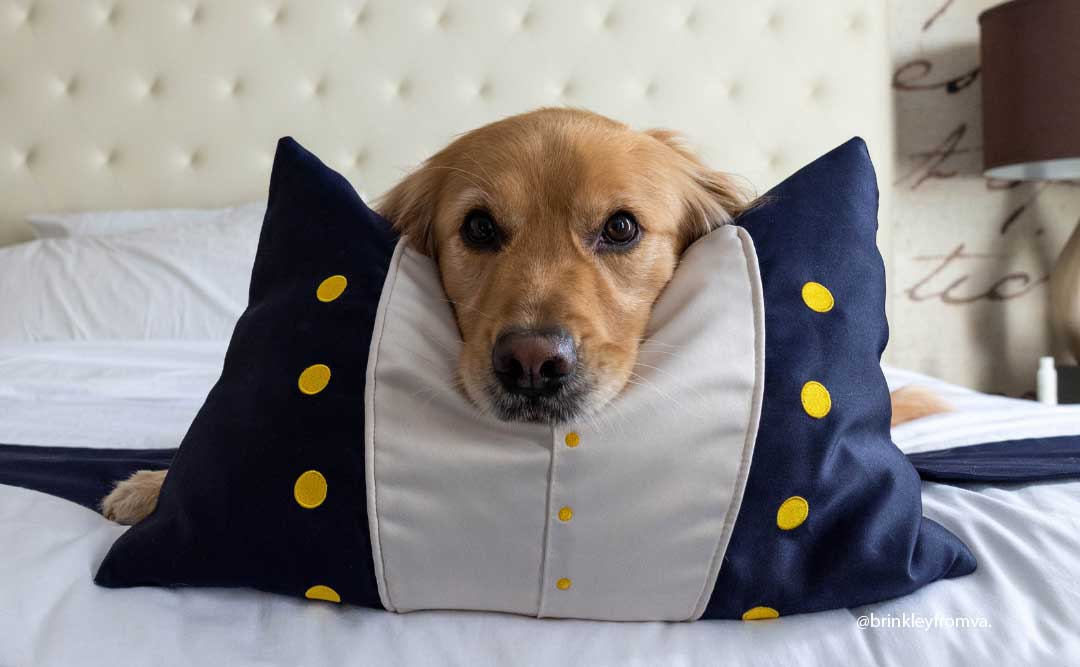 Golden retriever poses with a signature Hotel George pillow