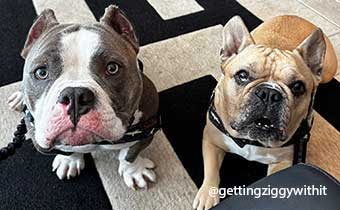Two furry guests pose for a photo in the Hotel George lobby